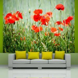 Fototapeta - Field of red poppies 200x154 cm