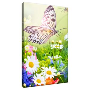 Obraz na plátne Motýle a kvety v krásnej záhrade 20x30cm 2220A_1S