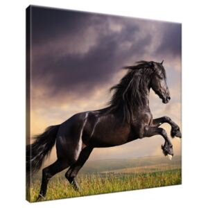 Obraz na plátne Silný čierny kôň 30x30cm 1149A_1AI