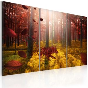 Obraz na plátne - Forest miracle 60x40 cm