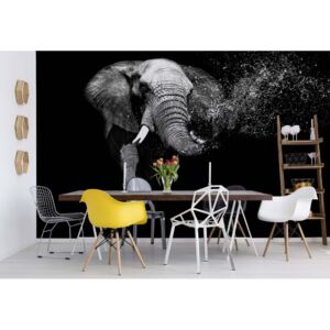 Fototapeta GLIX - Elephant + lepidlo ZADARMO Vliesová tapeta - 254x184 cm