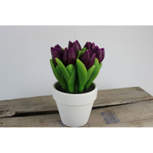 Fialová sviečka tulipánov v črepníku