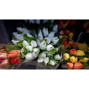 Kytica bielych tulipánov