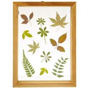 Dřevěný rámeček Herbarium Floating Leaves