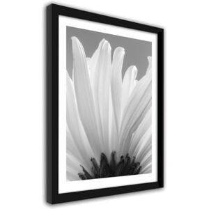 CARO Obraz v ráme - White Chrysanthemums 2 40x50 cm Čierna