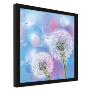 CARO Obraz v ráme - Dandelion On A Blue Background 80x80 cm Čierna