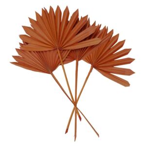 FLOWER MARKET Sušená palma "Sun Spear" 4 ks - oranžová