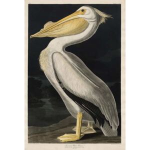 Reprodukcia, Obraz - American White Pelican, 1836, John James (after) Audubon