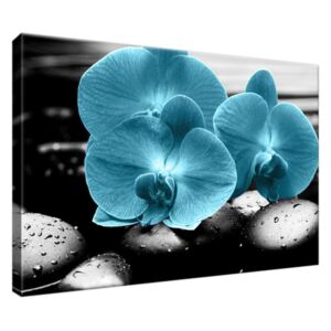 Obraz na plátne Tyrkysová orchidea a kamene 30x20cm 2398A_1T