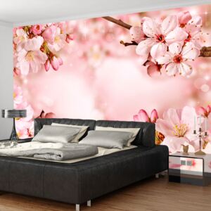 Fototapeta - Magical Cherry Blossom