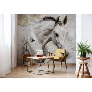 Fototapeta GLIX - Beautiful White Horse + lepidlo ZADARMO Vliesová tapeta - 416x254 cm