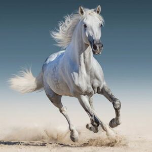 JERRY FABRICS Obliečka na vankúšik White horse Polyester 40/40 cm