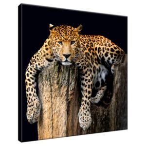 Obraz na plátne Oddych leoparda 30x30cm 2344A_1AI