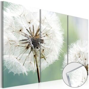 Obraz na skle Bimago - Fluffy Dandelions 60x40 cm