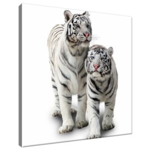 Obraz na plátne Biele tigre 30x30cm 1270A_1AI