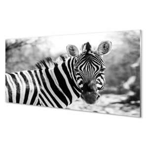 Skleněný obraz retro zebra 100x50cm