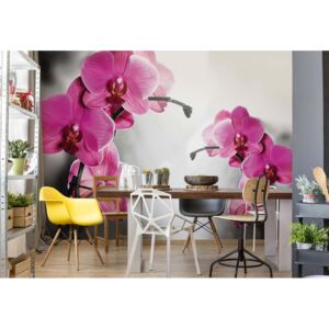 Fototapeta - Pink Orchids Flowers Vliesová tapeta - 416x254 cm