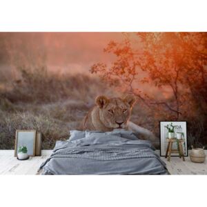 GLIX Fototapeta - Sunset Lioness Vliesová tapeta - 416x290 cm