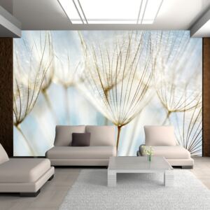 Fototapeta - Abstract dandelion flower background 200x154 cm