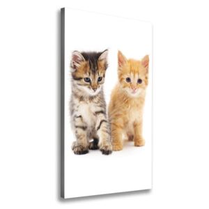 Foto obraz na plátne Sivá a červená mačka pl-oc-70x140-f-101681955