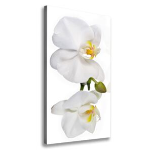 Foto obraz na plátne Biela orchidea pl-oc-70x140-f-103920801
