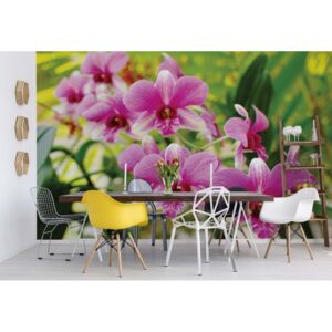 GLIX Fototapeta - Pink Orchids Vliesová tapeta - 208x146 cm