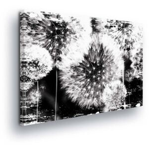 Obraz na plátne - Blooming Dandelions in Black and White Design 60x40 cm