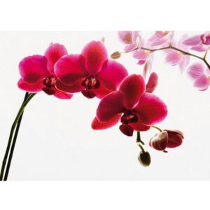 Donga Fototapeta: Červená orchidea - 232x315 cm