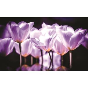Donga Fototapeta: Fialové tulipány (2) - 184x254 cm
