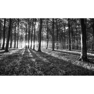Donga Fototapeta: Čiernobiely les (1) - 184x254 cm