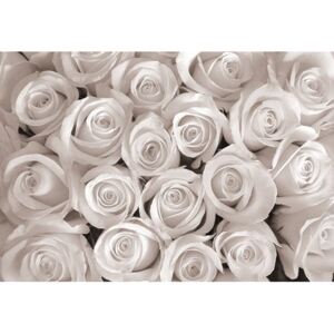 Donga Fototapeta: Biela ruža - 184x254 cm