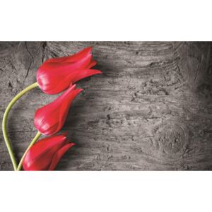 Donga Fototapeta: Červené tulipány - 254x368 cm