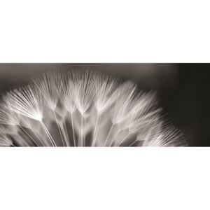Donga Fototapeta: Čiernobiela púpava - 104x250 cm