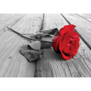Donga Fototapeta: Červená ruža - 184x254 cm