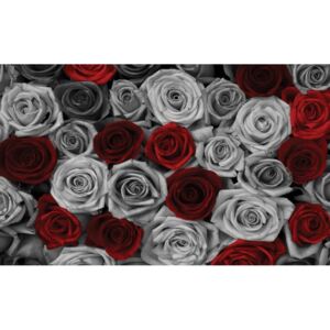 Obraz na plátne: Biele a červené ruže (1) - 75x100 cm