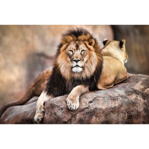 Plagát - Kráľovský lev