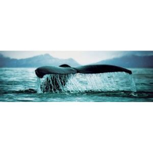 Plagát - Veľryba