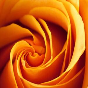 Obraz na skle - Oranžová ruža