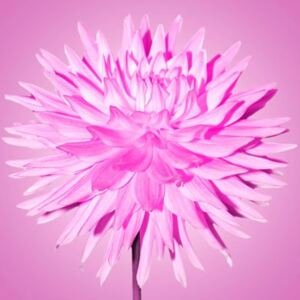 Obraz na skle - Ružová chryzantéma