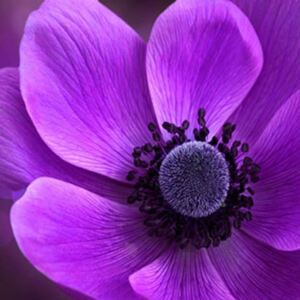 Obraz na skle - Fialová kvetina (2)