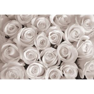 Donga Fototapeta vliesová: Biela ruža - 184x254 cm