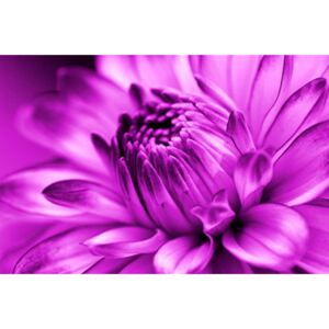Obraz na skle - Fialová chryzantéma (2)