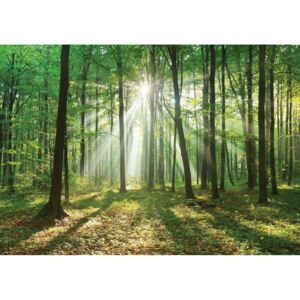 Donga Fototapeta: Slnko v lese (3) - 184x254 cm