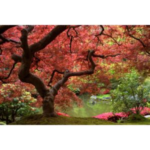 Donga Fototapeta: Kvitnúce strom - 184x254 cm