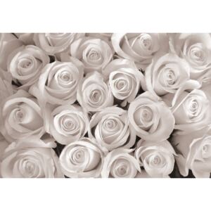 Donga Fototapeta vliesová: Biela ruža - 254x368 cm
