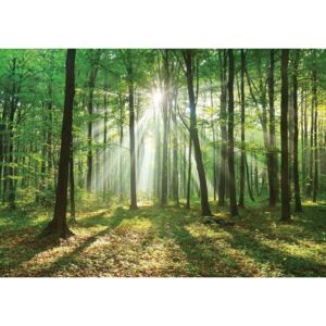 Donga Fototapeta vliesová: Slnko v lese (3) - 104x152,5 cm
