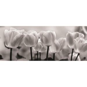 Donga Fototapeta: Biele a Čierne Tulipány - 104x250 cm