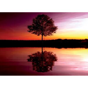 Donga Fototapeta: Strom pri jazere - 184x254 cm