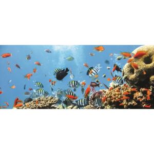 Donga Fototapeta: Koralový útes - 104x250 cm