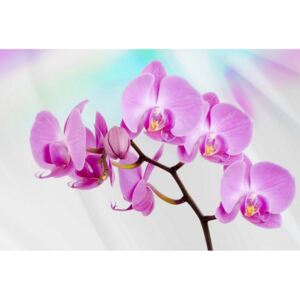 Donga Fototapeta vliesová: Fialová Orchidea - 254x368 cm
